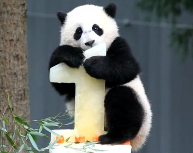 Il panda Bao Bao con il suo ghiacciolo