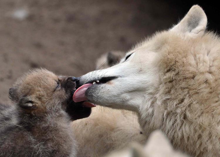 Sette lupacchiotti per Giulietta e Slavc, nati in Lessinia i cuccioli di lupo delle Alpi/ VIDEO