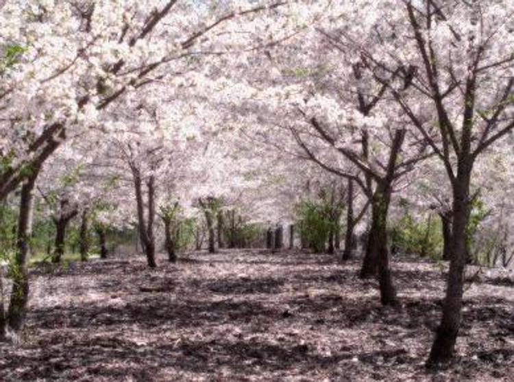 Giappone: a Tokyo parco dei ciliegi chiuso per Dengue, zanzare infette