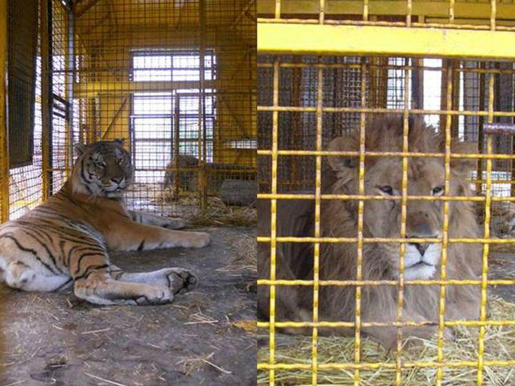 Tigre e leone sequestrati al circo Martini trasferiti oggi in Maremma