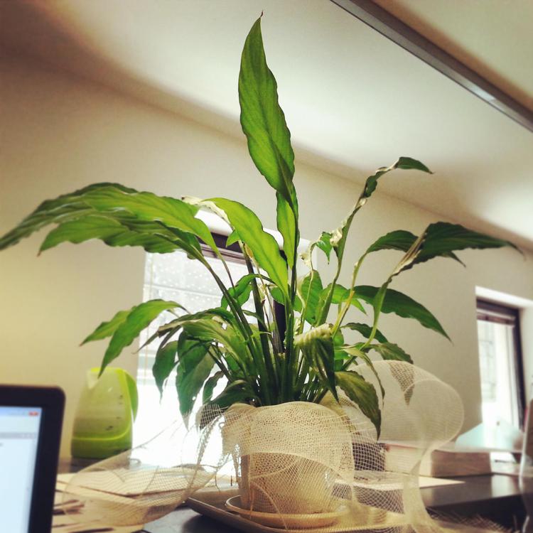 Ricerca: più produttivi se l'ufficio è 'verde', e con le piante migliora anche l'umore