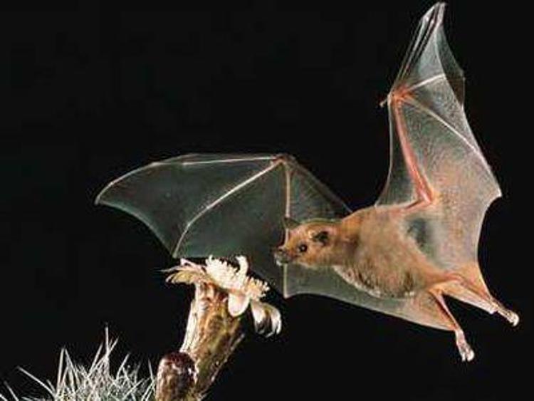 Ebola: esperto, pipistrelli e deforestazione aumentano dinamismo virus