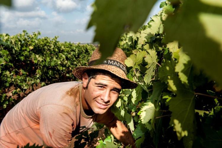 Vino: Indagine Winenews, fiducia e ottimismo su vendemmia 2015