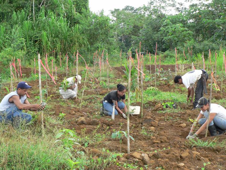 Costa Rica - intervento di riforestazione in un'area precedentemente utilizzata come piantagione 