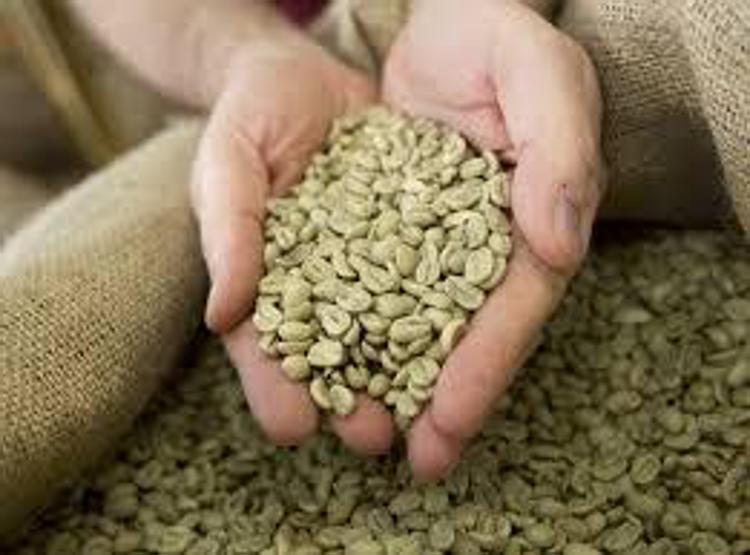 Alimenti: caffè verde, un alleato per la pressione sanguigna