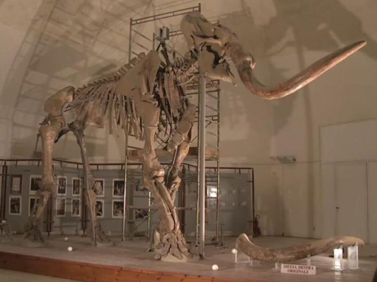 Passo dopo passo, il restauro del Mammut dell'Aquila si può seguire online