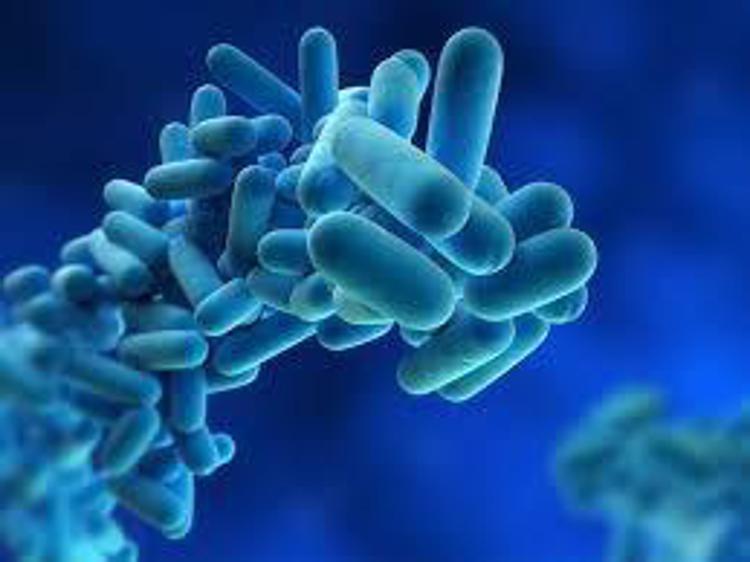 Legionella, il batterio che ama tubature e condizionatori