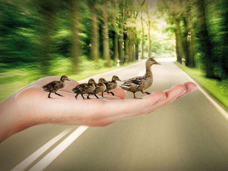 Animali: Lipu, al via campagna 'Facciamoli passare' per attraversamenti stradali