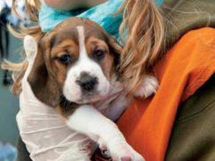 Liberarono beagle da vivisezione Green Hill, condannati 12 attivisti