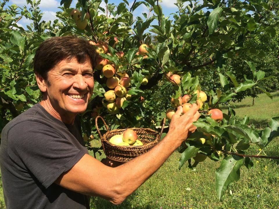 Gianni Morandi raccoglie le mele nel parco della sua casa di San Lazzaro