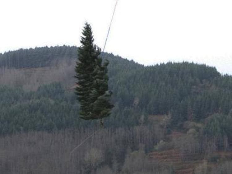 Natale, il grande abete per Papa Francesco trasportato da un elicottero della Forestale