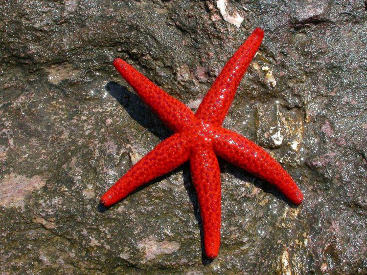 Ambiente: in Usa si propaga virus che uccide stelle marine, rischi per ecosistema