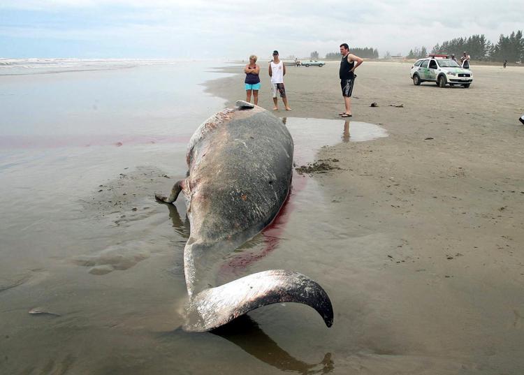 Ritrovamento di una balena spiaggiata (foto InfoPhoto)