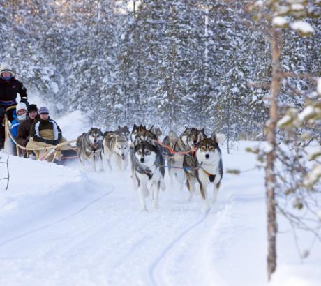 Escursione in slitta con i cani (Rovaniemi Tourism & Marketing Ltd)