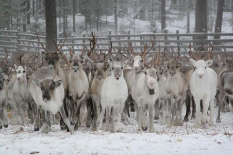 Allevamento di renne (Rovaniemi Tourism & Marketing Ltd)