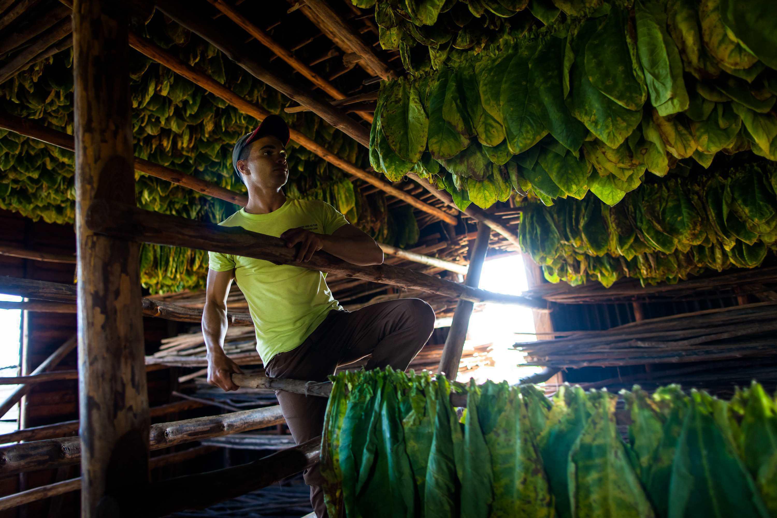 Un operaio asciuga il raccolto di tabacco in una fattoria di Pinar del Rio (Infophoto)