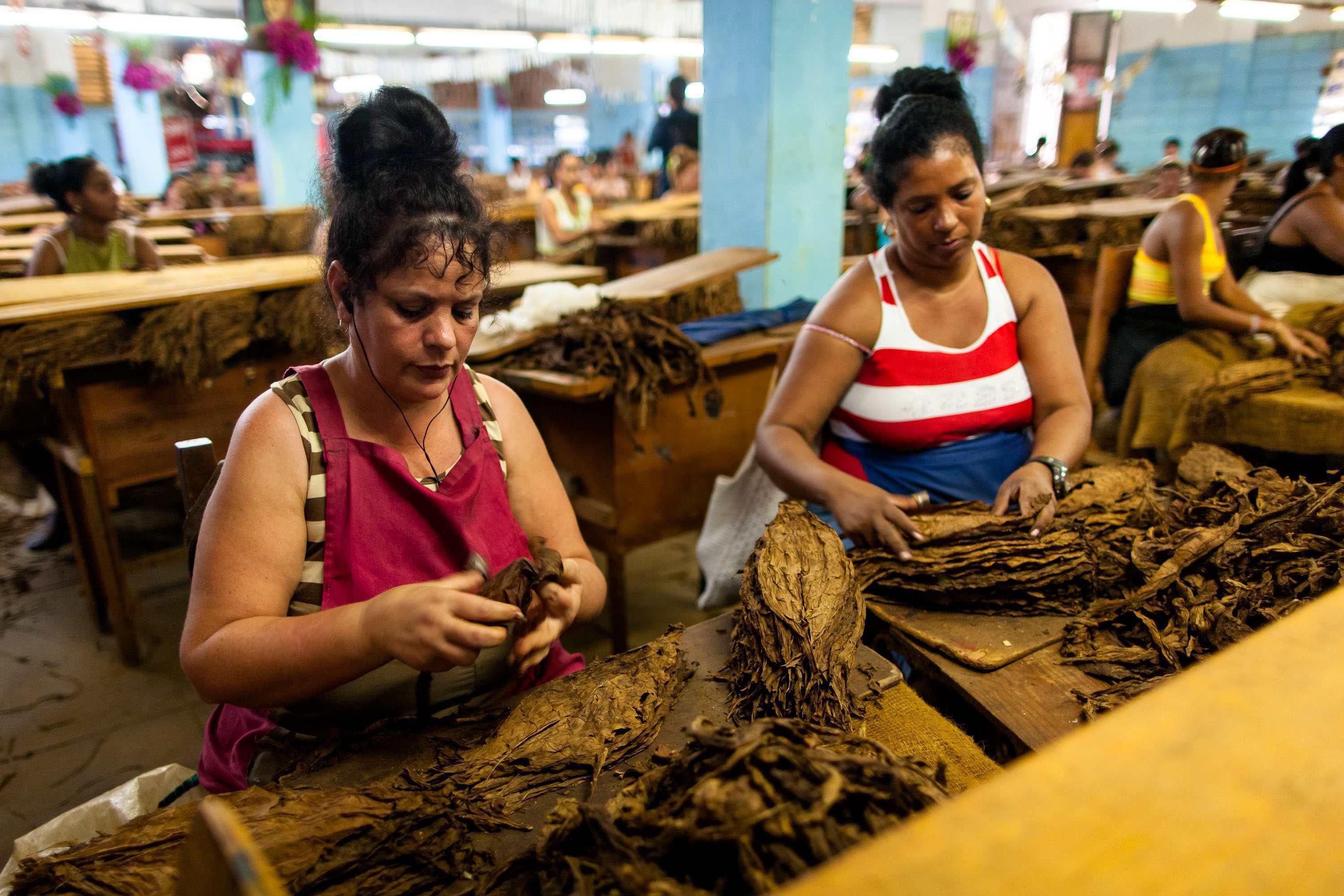 Lavoratrici del tabacco in una fabbrica di Pinar del Rio (Infophoto)