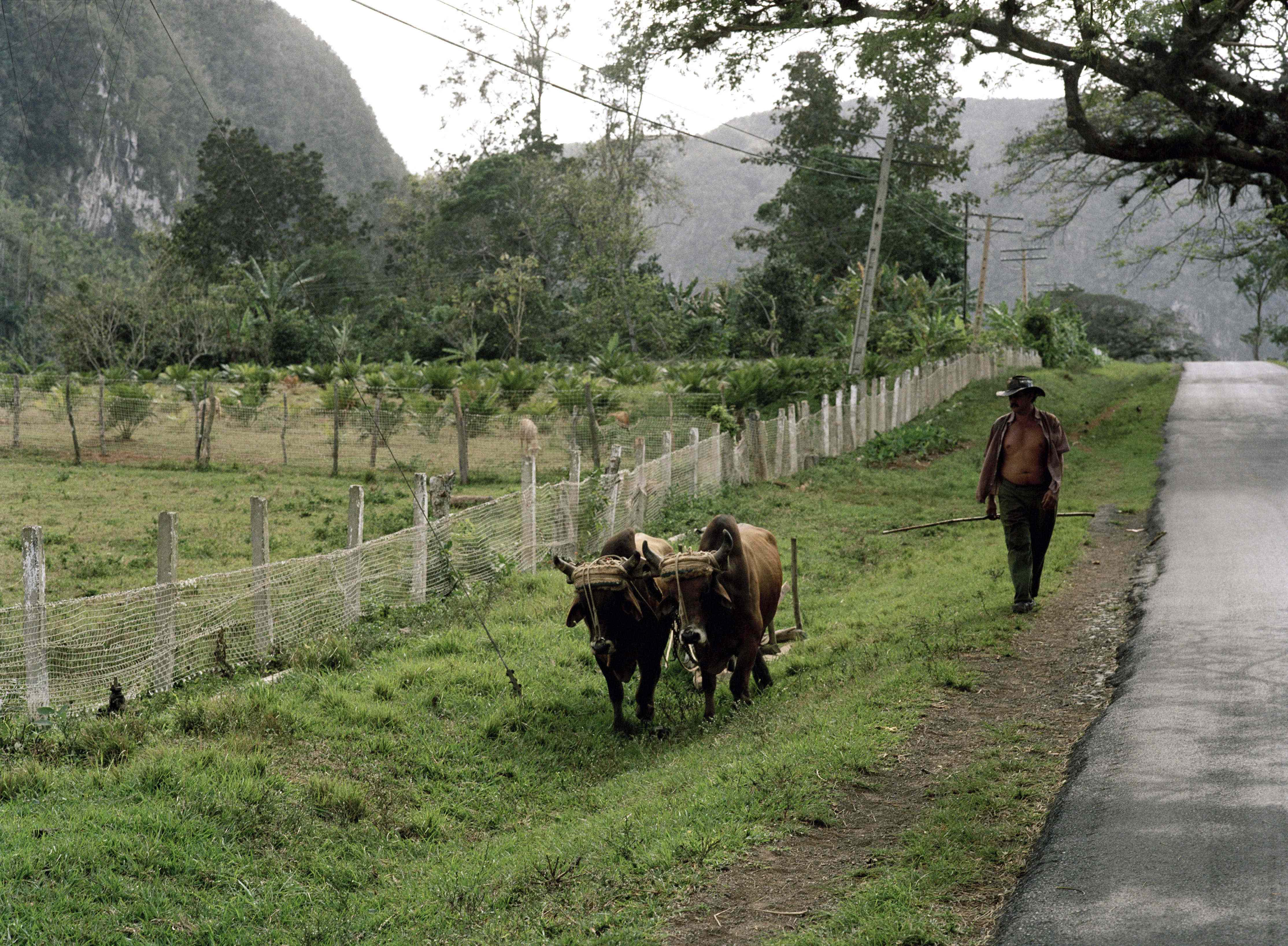 Un agricoltore e due mucche camminano lungo una strada nei pressi del centro turistico Vinales (Infophoto)