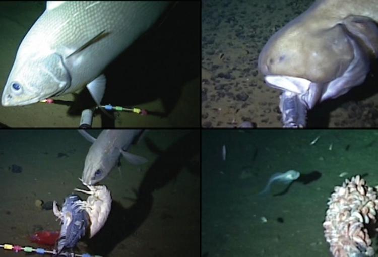 Scienza: pesce 'fantasma' stabilisce nuovo record di profondità