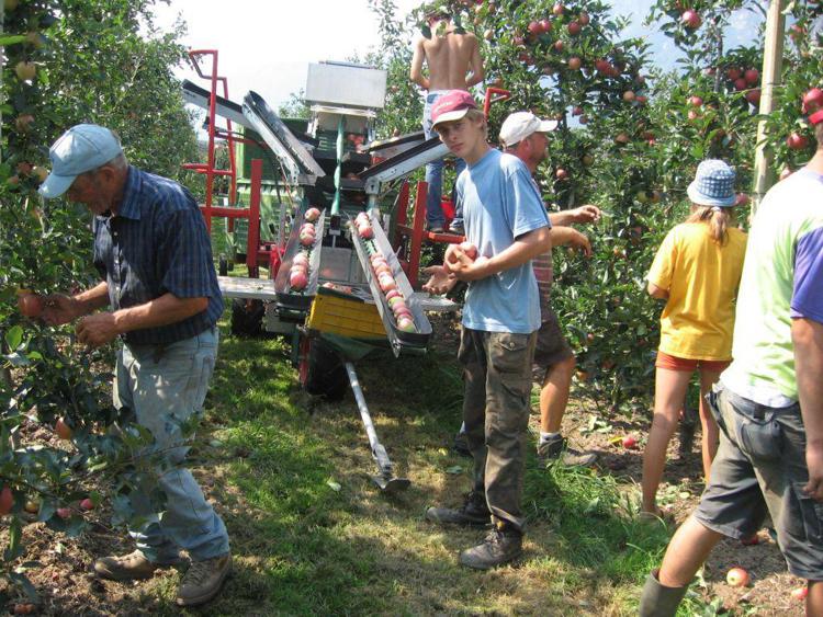 Valle d'Aosta: con Psr premi per insediamento giovani agricoltori