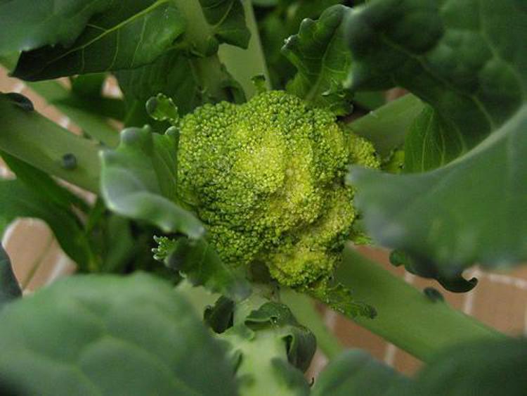 Medicina: germogli di broccoli arma contro cancro al seno