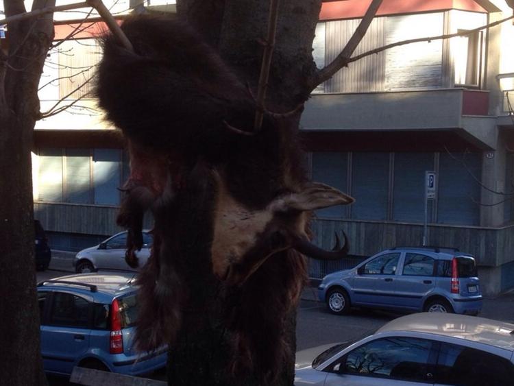 Orrore in centro a Torino: capriolo scuoiato e impiccato a un albero