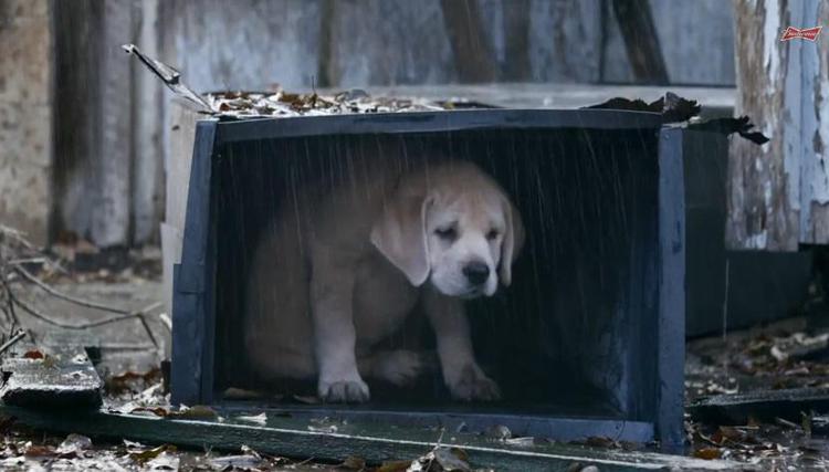 'Lost Dog', il nuovo spot Budweiser che intenerisce il Super Bowl
