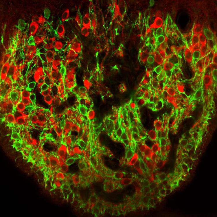Nel cervello di un topo, in rosso i neuroni che attivano la sete e in verde quelli che la inibiscono - Laboratorio di Charles Zuker