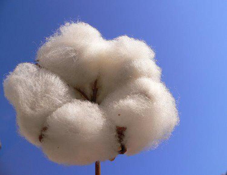 Moda: il cotone bio taglia le emissioni del 46%/ Focus