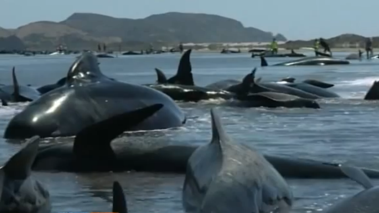 Nuova Zelanda: spiaggiate 198 balene pilota, 50 sono già morte