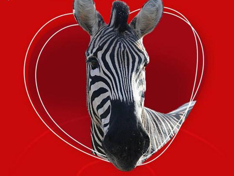 Arturo, la zebra da adottare a distanza proposta dalla Lav