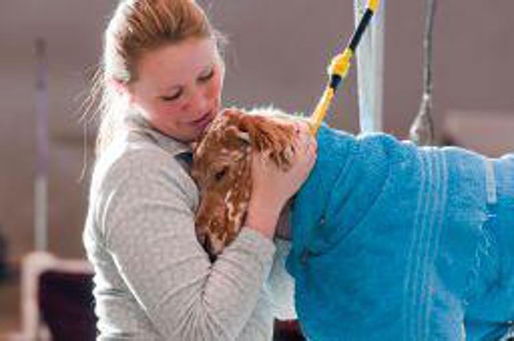 Professioni: con crisi meno spese per salute Fido, fatturato veterinari -20%