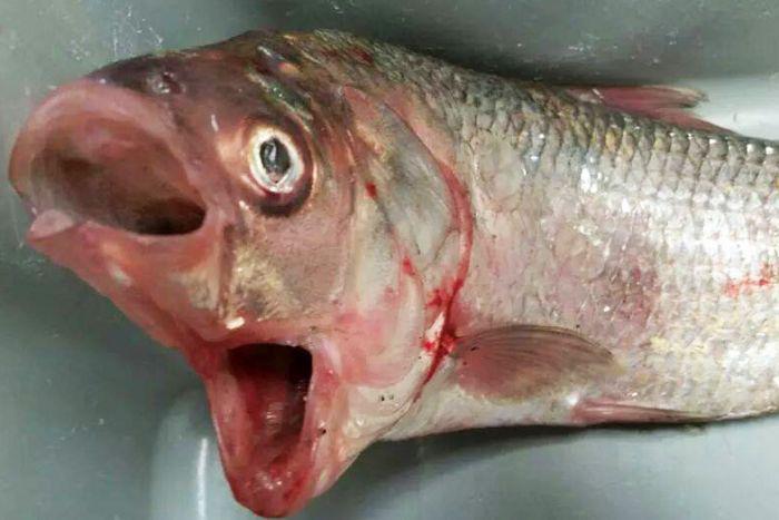 A string of rare and freakish fish have been emerging from Australian seas of late. In the wake of the discovery of Goblin shark in New South Wales and prehistoric frill shark in Victoria, another rare and unusual fish has been uncovered in South Australia. On Monday afternoon, Garry Warrick, a Riverland fisherman was taken aback when he netted a bony bream with two mouths. Garry had never seen one in 30 years of fishing in the area. PHOTOGRAPH PROVIDED BY IBERPRESS +39-3428017058 http://www.iber-press.com/ nimarafat@me.com