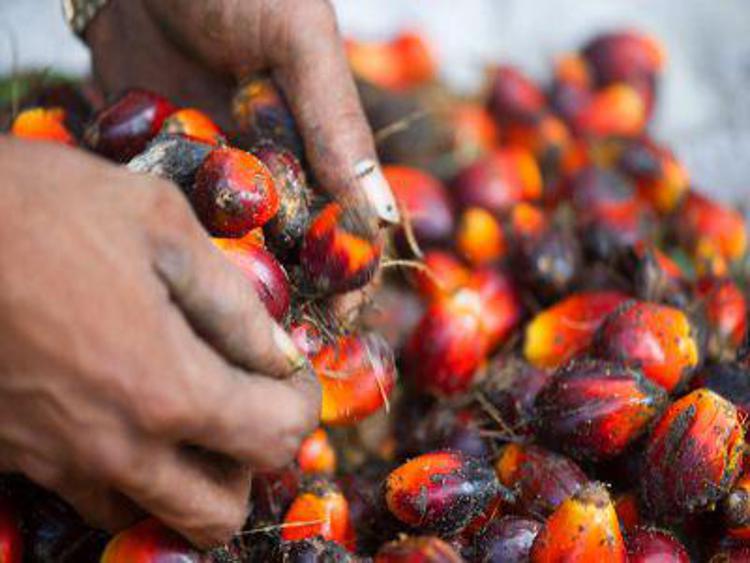 Ambiente: dall'olio di palma una minaccia per le foreste/Focus