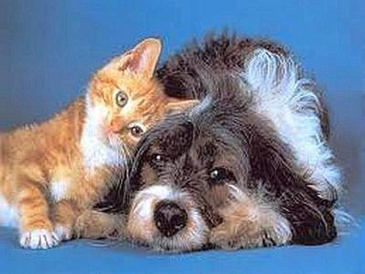 Animali: un numero verde per promuovere igiene orale di cani e gatti