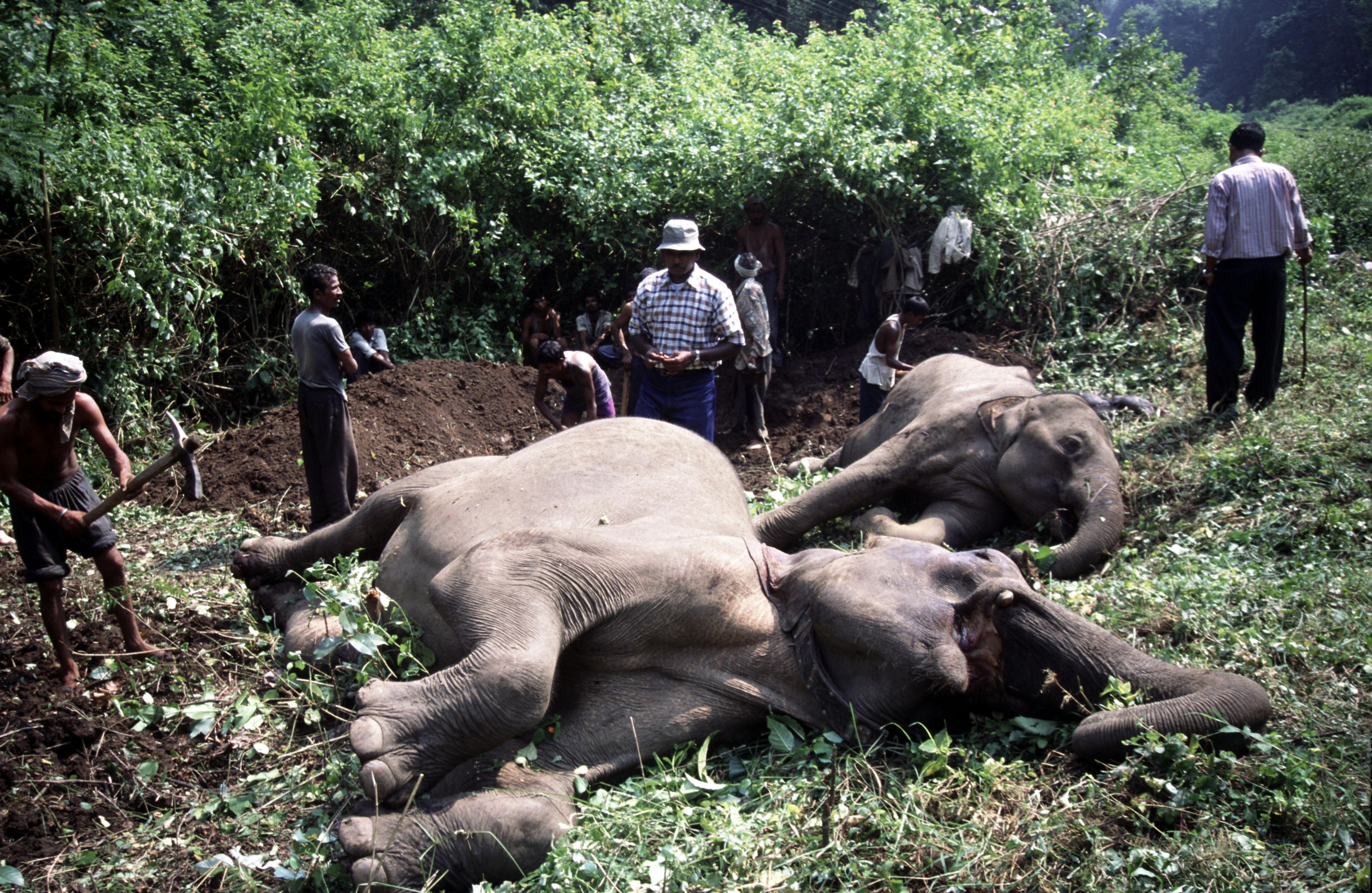 Gli elefanti, come i rinoceronti, sono tra gli animali più cacciati e mutilati a causa della corsa all'avorio (Rajaji National Park, India).