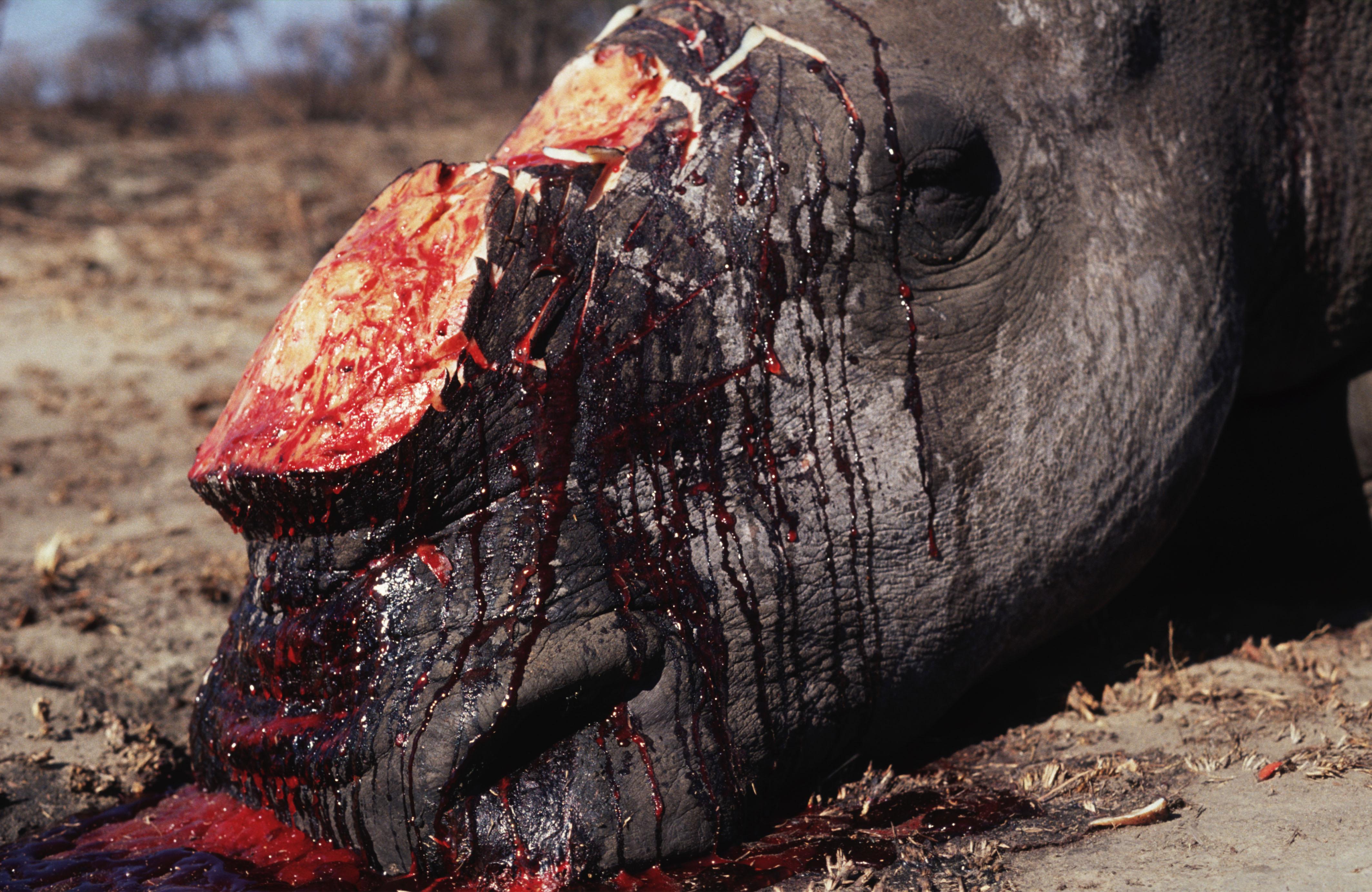 Un esemplare di rinoceronte bianco ucciso dai cacciatori di corno.