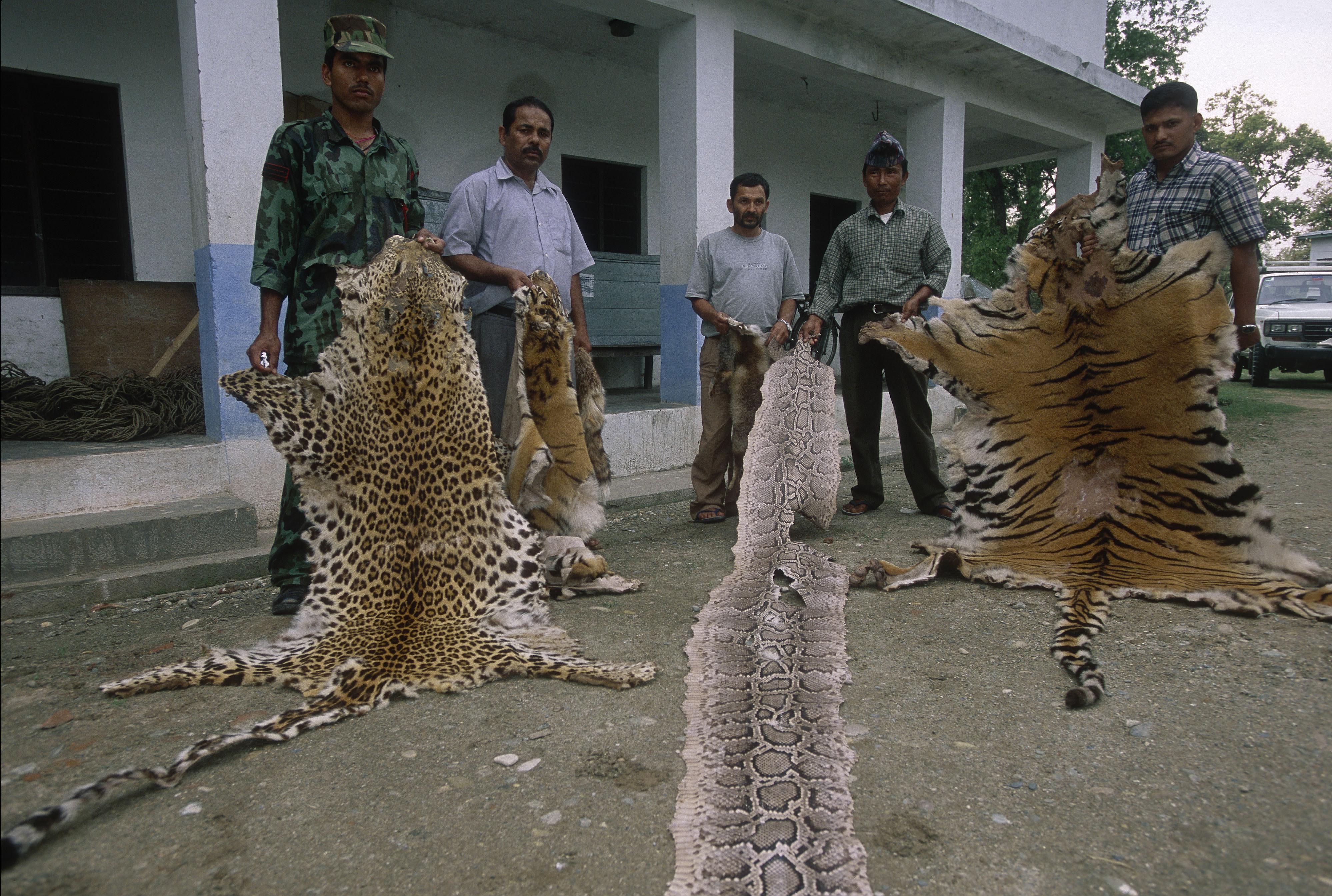Pelli di leopardo e tigre (Nepal). 
