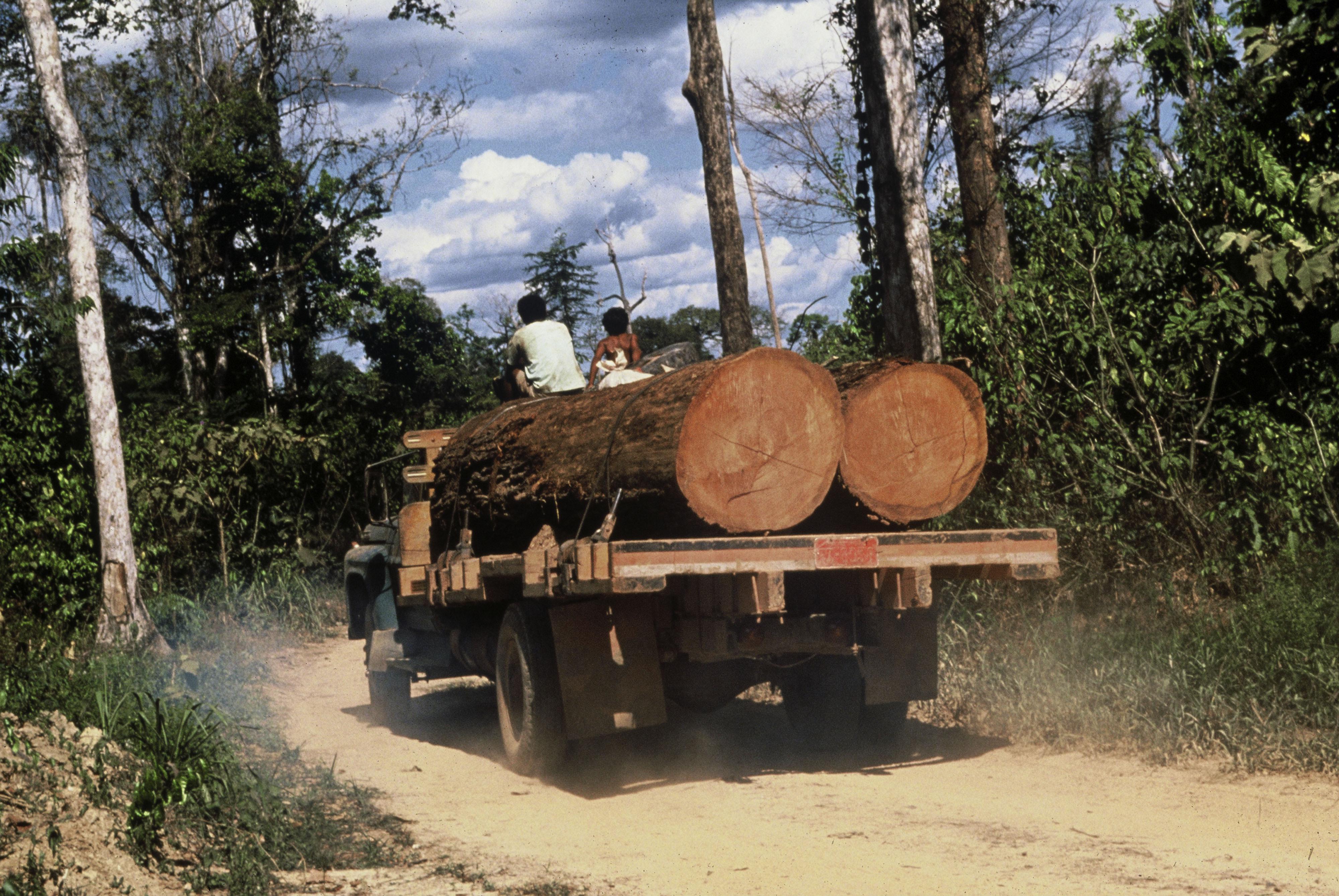 Taglio del mogano, trasportato in segheria, nell'Amazzonia brasiliana.