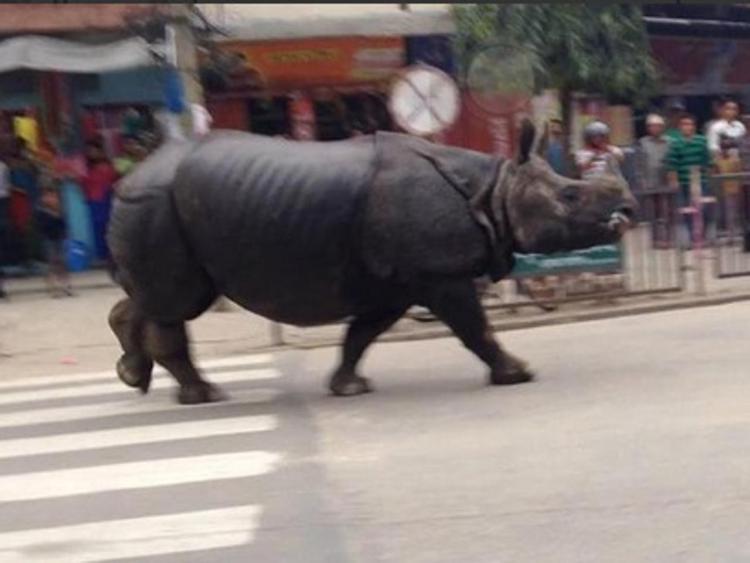 Nepal: rinoceronte in città uccide donna