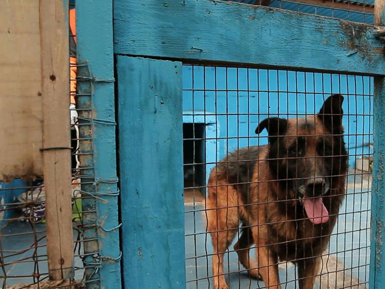 Roma: Lav, salvati 218 animali da canile-lager Parrelli ma ora Marino lo chiuda