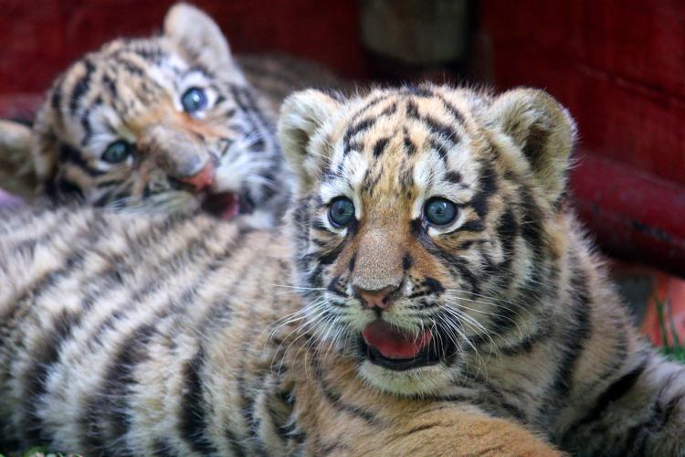 Due cuccioli di tigre siberiana (Foto Xinhua)