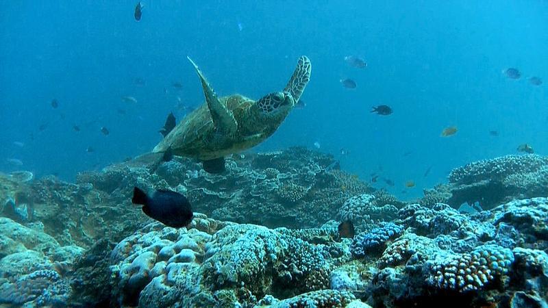 Ad essere in grave sofferenza, oltre ai coralli, sono anche le estese praterie di piante marine - parenti prossime della posidonia mediterranea - e le specie che vivono quelle aree. Come ad esempio i dugonghi (la cui popolazione è solo il 3 per cento rispetto a quella del 1960), la tartaruga a dorso piatto e la tartaruga verde, che frequentano l’area marina di Abbot Point per riprodursi e alimentarsi (foto: Greenpeace)