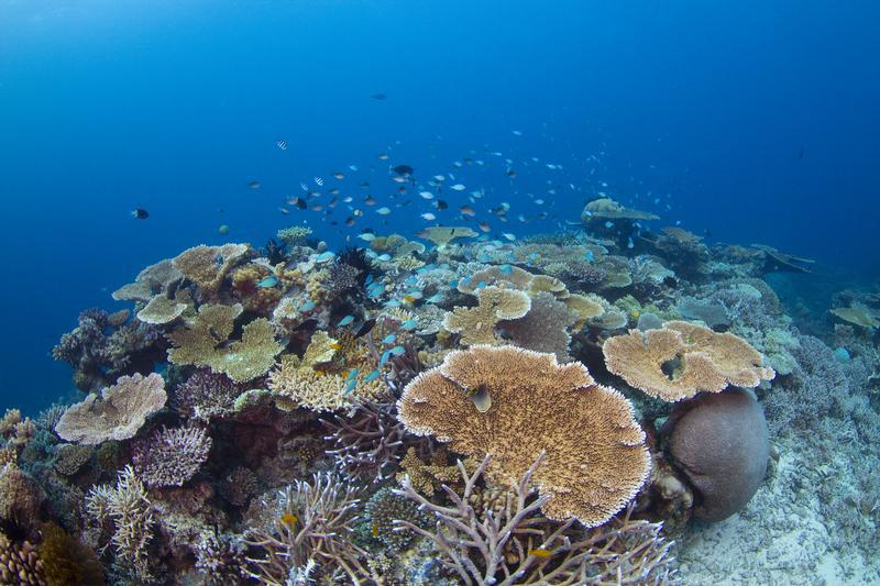 Proprio i cambiamenti climatici sono già oggi il peggior nemico della Grande Barriera. Uragani e tempeste sempre più devastanti, sbiancamento dei coralli e acidificazione degli oceani sono processi causati dal riscaldamento globale che potrebbero distruggere la restante parte dei coralli ancora in salute (foto: Darren Jew / Greenpeace)