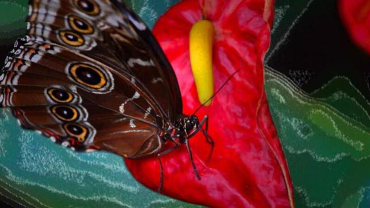 La Casa delle farfalle di Bordano: in Friuli un angolo di foresta tropicale