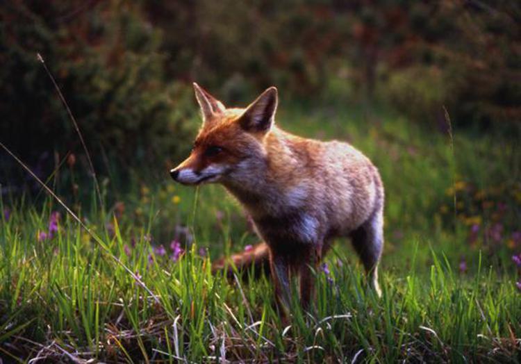 Animali: volpi morte in parco Abruzzo, veleno nascosto nella carne