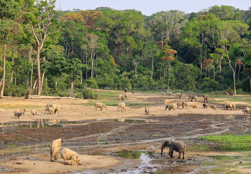 Elefanti di foresta (Wwf)