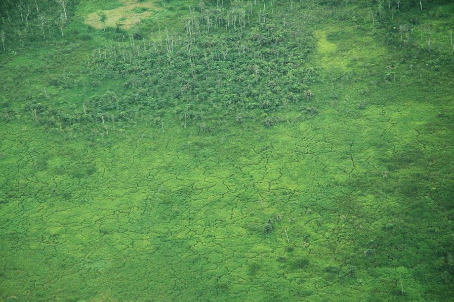 Vista aerea delle foreste Sud est Cameroon (foto Jaap van der Waarde/Wwf Netherlands)