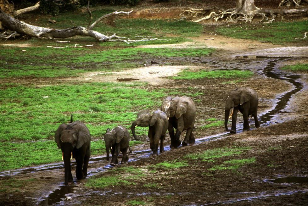 Elefanti nel Parco di Dzanga Sangha