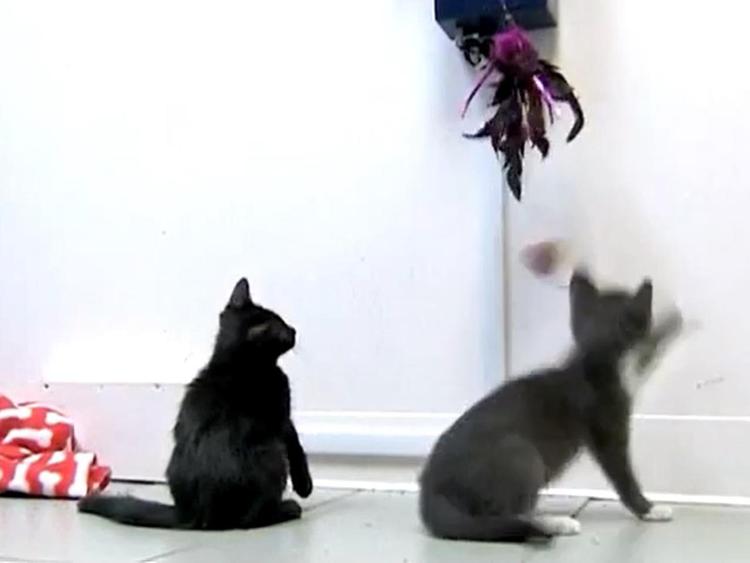 I gatti del rifugio con il gioco telecomandato via internet